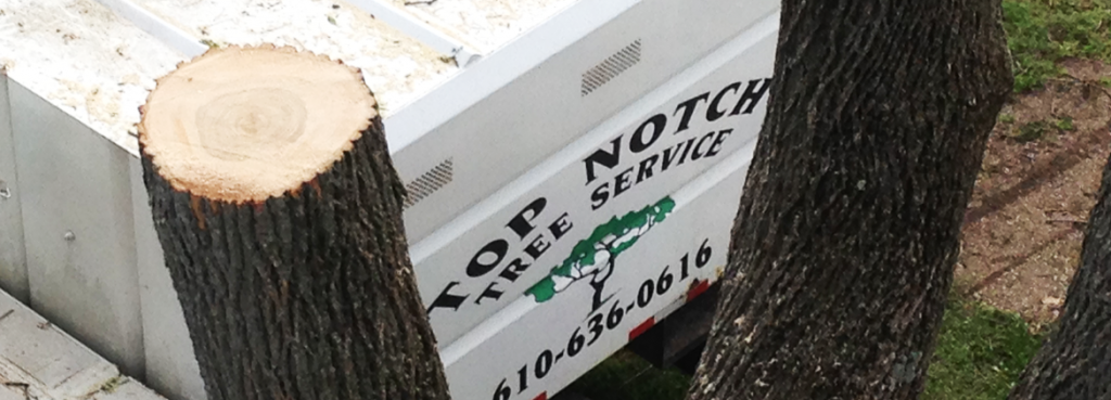 West Chester PA Tree Services & West Chester Tree Removal Company