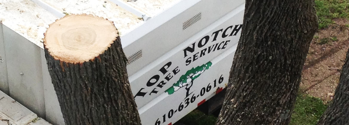 Top Notch Tree Service in Chester County