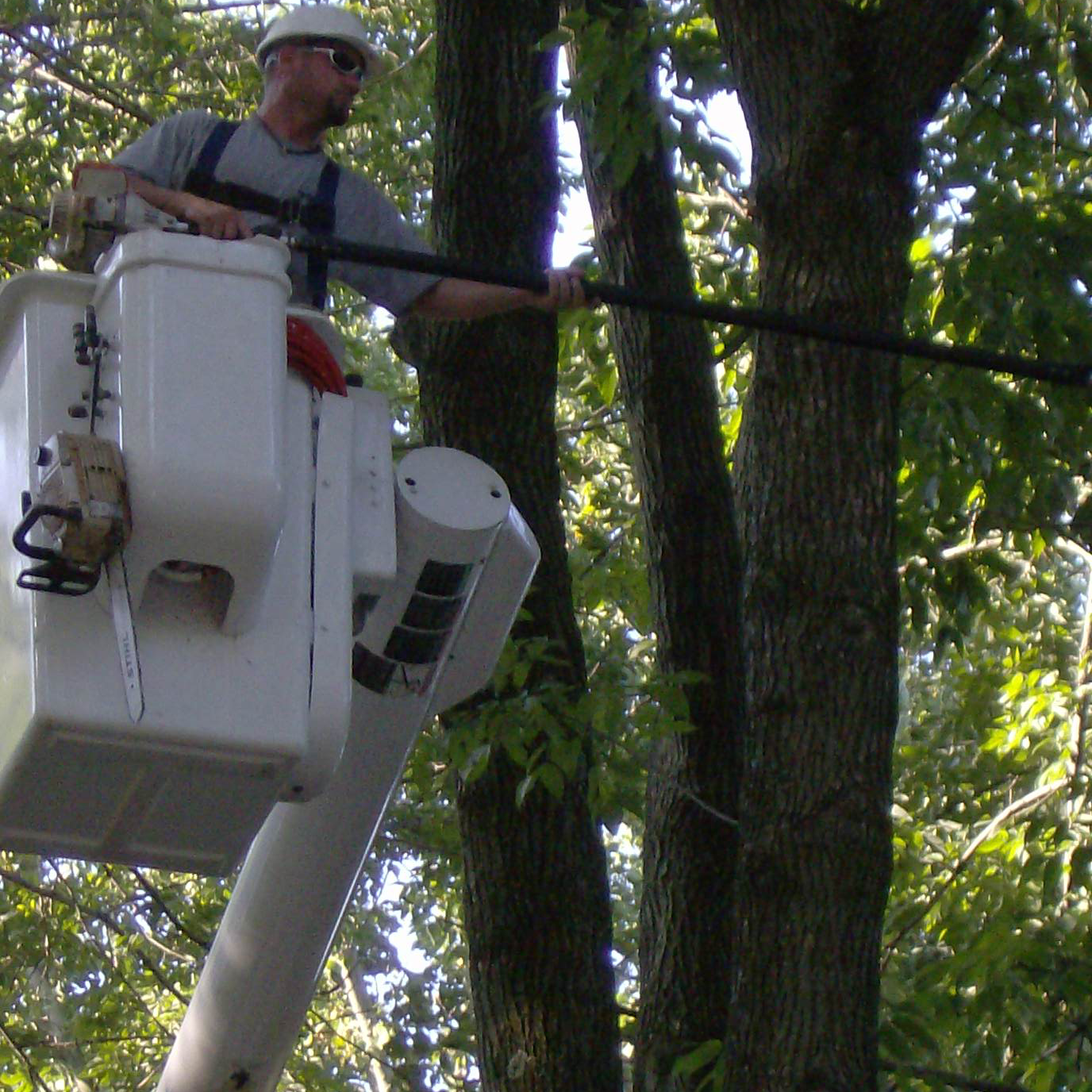 Best West Chester PA Tree Services & Tree Removal Company