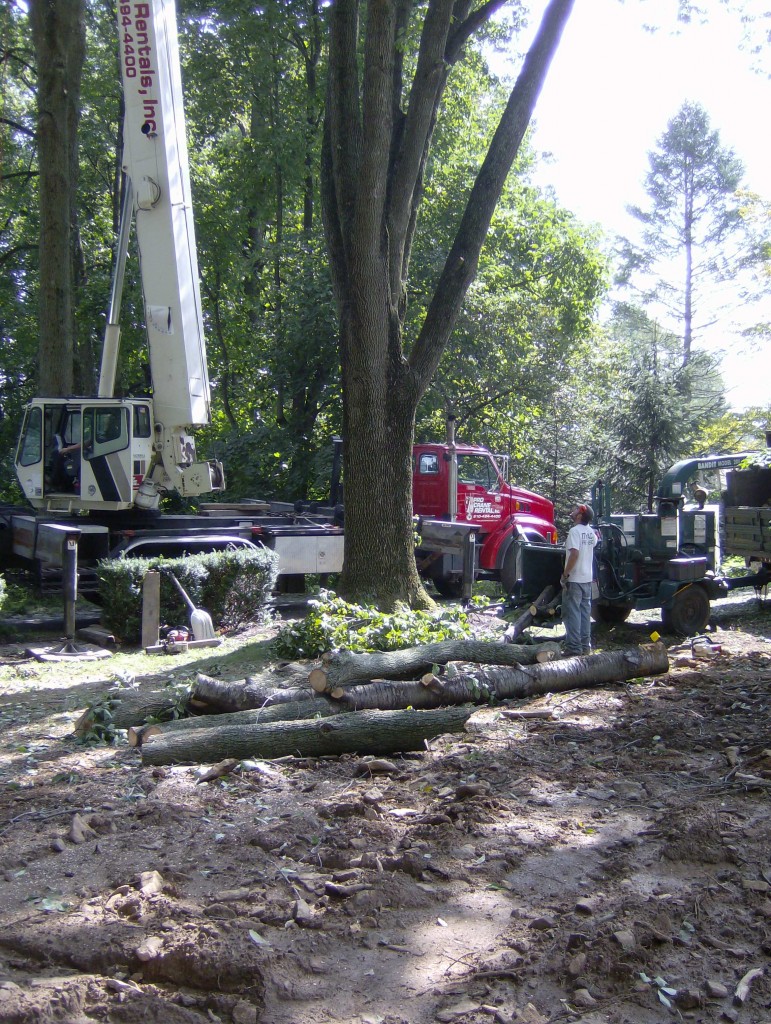 West Chester PA Tree Services & West Chester Tree Removal Company