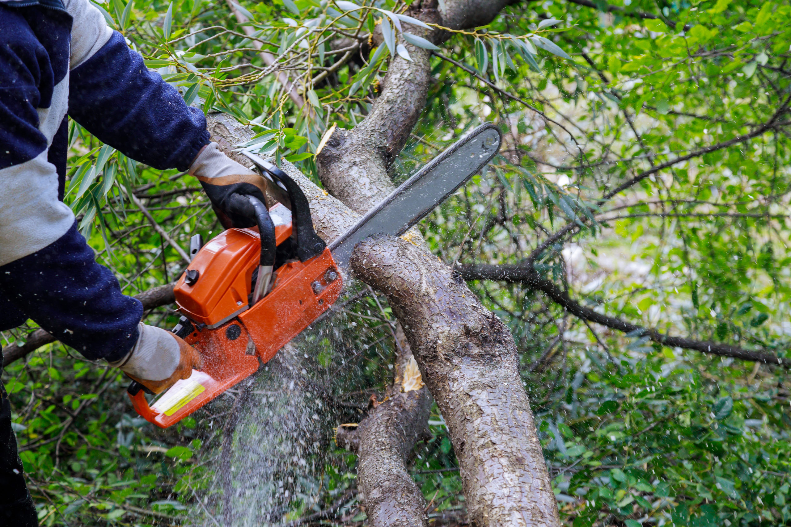 Chester County PA, Tree Cutting Services