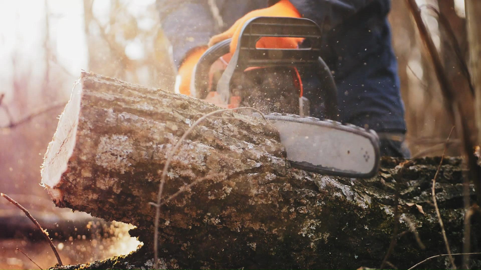 Welcome to Top Notch Tree Services – Chester County, PA’s Trusted Tree Experts